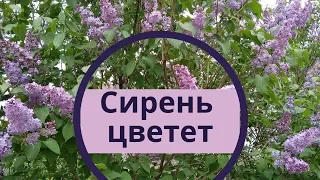 Цветет сирень.  Сирень цветет весной.