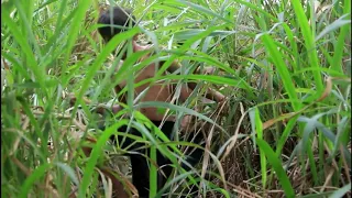 primitive technology - Smart Boy Harvesting Honey Bee