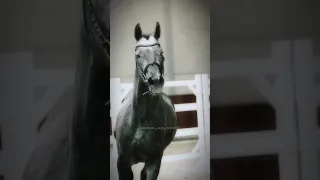 эдит🐴🌹❤️ #equestrian #fyrシ #horse #tiktok #riding #edit #viral #конный #спорт #рек #rec #subscribe