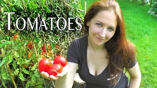 Tomatoes: How to grow organic GMO-free tomatoes in pots