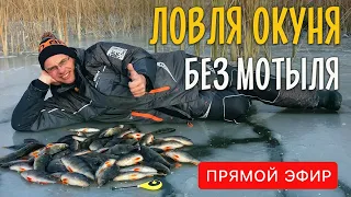 Как ловить окуня на мормышку без насадки? Безмотылка или ловля “на голого”. Прямой эфир.