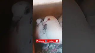 Pigeon Lover 👀 Day 3 #pigeon #lover #day3 #short