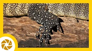 LIZARDS make for great SUBJECT matter in The Chobe