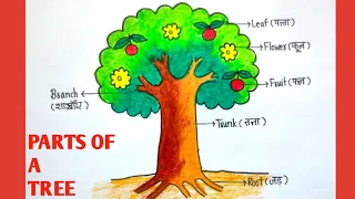 tree drawing|parts of tree|part of tree