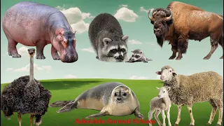 Cute Little Animals: Sheep, Ostrich, Raccoon, Bison, Seal, Hippo - Soothing Music in Nature