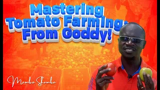 A Step-by-Step Plan for Profitable Tomato Farming on 4 Acres in Kenya