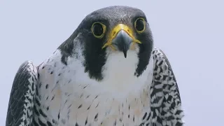 Nature Walks with Henry Horn: Peregrine Falcon