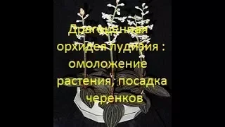 Драгоценная орхидея лудизия : омоложение растения, посадка укорененных черенков