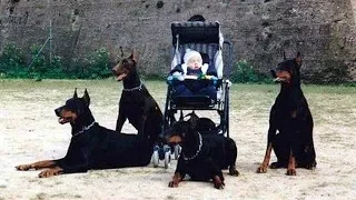 Doberman Dog Protects Babies and Kids Compilation ★ Ultimate Protection Dogs