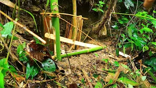 Wild Vegetable Garden & Mouse Trap: Survival Alone In The Rainforest | EP.83