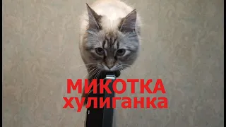 Микотка хулиганка