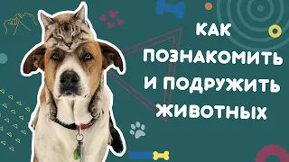 Как познакомить и подружить животных. Этапы адаптации. Ошибки при знакомстве. Укрепляем контакт