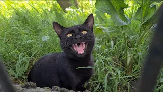 Cute black stray Cat meowing very loudly asks for food.