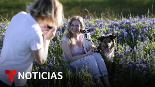 Los campos de Texas se llenan de las coloridas flores bluebonnets | Noticias Telemundo