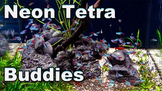 Neon Tetra Buddies: Good Tank Mates for Your Neons (and a word of caution)