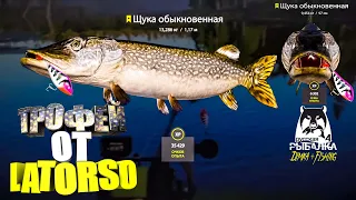 Русская рыбалка 4.🎣 оз. Старый Острог 🦈 ЩУКА 🦈 ТРОФЕЙ от LATORSO 👀