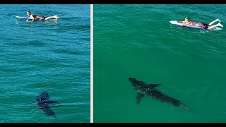 Great White Sharks Seem to Be Around Humans All the Time: Plus a Ground Breaking Study Using Drones