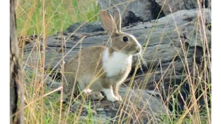 Bowhunting rabbits IMPACT SHOTS