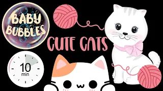 Baby Sensory Video CUTE CATS High Contrast Video for Babies! #babysensory #babydevelopment #baby