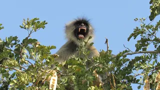 Angry calling of grey langoor_male