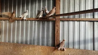 узбекские голуби Темрюк 25 10 22