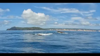 Grey Nurse Shark Documentary, Wolf Rock Dive Centre