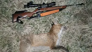 Lov na lisicu. PARD NV007V. 308 win Fox hunting