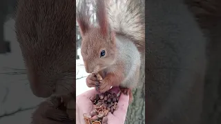 Ушастик ест орешек у меня на ладони / Ushastik  eats a nut in my palm