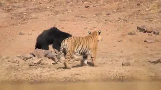 Top 10 CRAZIEST wild animal fights