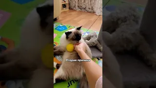 Почему кошка внезапно кусает когда гладишь