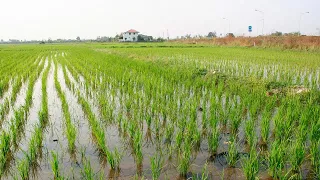 В Таджикистане началась посевная риса