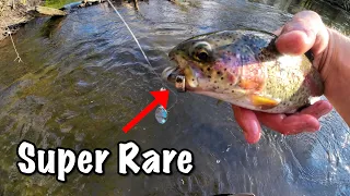 I Caught a Super Rare Trout | 60 Days of Trout Fishing | Day 16