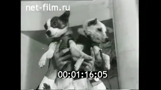 1960г. Второй космический  корабль. собаки Белка и Стрелка