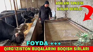 QIRG’IZISTON BUQALARINI BOQISH SIRLARI ATALANI FOYDASI BORMI