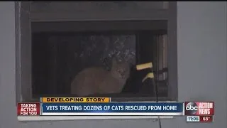 Citrus County cat rescue to continue Friday