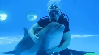 Дайвинг с дельфинами в делфинарии