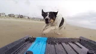 GoPro: Dog vs. Mini Truck