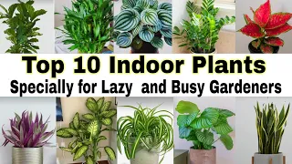 Best Low Maintenance Indoor Plants | Best Indoor Plants for Clean Air | Best Indoor Plants for Home