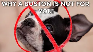 5 Real Reasons NOT To Get A Boston Terrier
