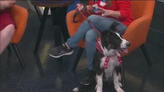 Pet of the Week: Clover