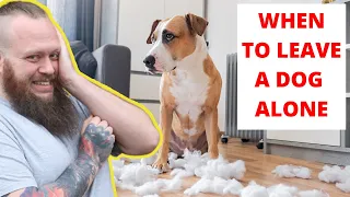 How To Leave Your Puppy Or Dog Home Alone