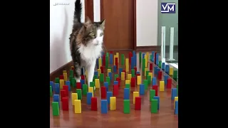 Cat vs Dog - Obstacle challenge