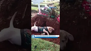 Momen Anjing Meraung sambil Gali Kuburan Majikan Viral