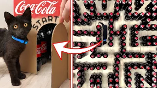 Coca-Cola Vs Cats