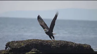 Bald Eagle Takeoff in Slow Motion