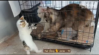 Wanting to Play, the Little-Cat Yuki Helps Take the Adult-Cats Out of the Cage 😸