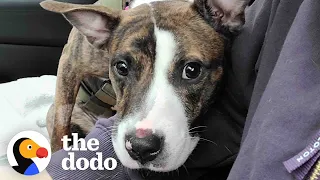 Foster Dog Who Couldn’t Walk Decides To Run Up To Her Adopter | The Dodo Foster Diaries