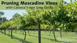 Pruning Muscadine Vines