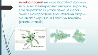 Біологія (6 клас) Одноклітинні організми хламідомонада, амеба, евглена, інфузорія.