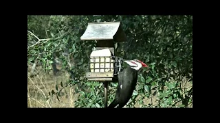 Pileated Woodpeckers, female and male